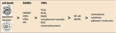 Post-ischemic Myocardial Inflammatory Response: A Complex and Dynamic Process Susceptible to Immunomodulatory Therapies